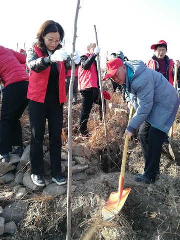 市八中参加全市义务植树活动